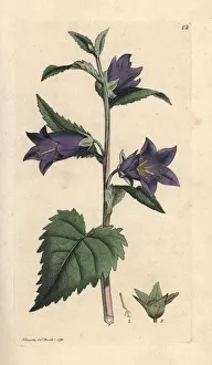 Nettle leaved bellflower, Campanula trachelium Nettle leaved bellflower, Campanula trachelium