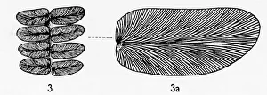 Neuropteris gigantea (Sternberg), Pteridosperm Neuropteris gigantea (Sternberg), Pteridosperm