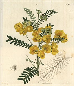 New Holland cassia, Cassia australis New Holland cassia, Cassia australis