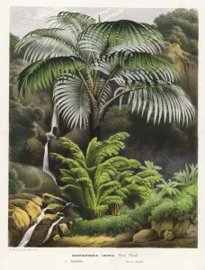 Charles Lemaire Botanicals Prints: Acanthophoenix crinita palm tree