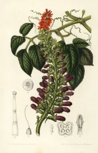 European Hothouse Plants Prints: Acoquila, Tourrettia lappacea
