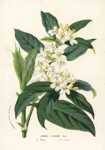 Charles Lemaire Botanicals Prints: African gardenia, Mitriostigma axillare