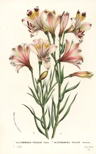 European Hothouse Plants Prints: Alstroemeria pulchra and Alstroemeria pallida
