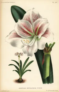 Botanical Illustrations Online Prints: Amaryllis cultivar, Mlle. Yvonne Linden, Hippeastrum yvonne