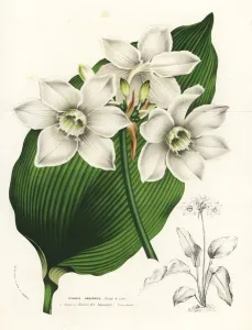 Charles Lemaire Botanicals Prints: Amazon lily, Eucharis amazonica
