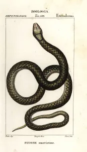 Handcoloured Copperplate Stipple Engraving Prints: Amethystine python, Simalia amethistina