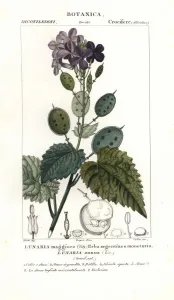 Botanical Illustration 1837 Prints: Annual honesty, Lunaria annua