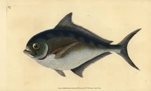 Atlantic Pomfret Print, 1802-1808
