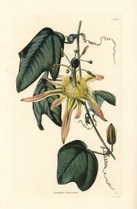 Handcoloured Copperplate Art Prints: Australian passion flower, Disemma herbertiana