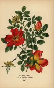 Antique Botanical Prints For Sale Prints: Austrian briar rose, Rosa lutea var. punicea