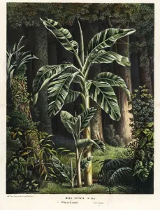 Prints of Banana tree, Musa paradisiaca (Musa vittata) Botanical Prints: Handcoloured Lithograph Print of Banana Tree, 1862
