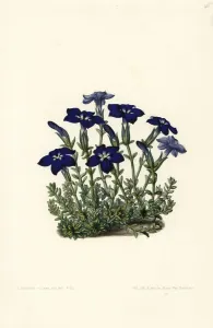 European Hothouse Plants Prints: Bavarian gentian, Gentiana bavarica