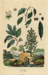 Bay Laurel, Camphor and Sassafras Print