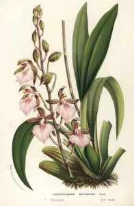 Charles Lemaire Botanicals Prints: Bicton rhynchostylis orchid, Rhynchostele bictoniensis