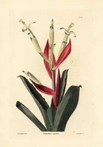 Handcoloured Copperplate Art Prints: Billbergia amoena