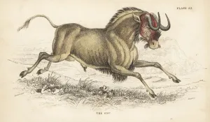 Black Wildebeest Print, 1836 Handcoloured Steel Engraving