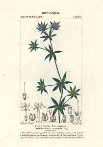 Antique Natural Science Prints: Blue field madder, Sherardia arvensis
