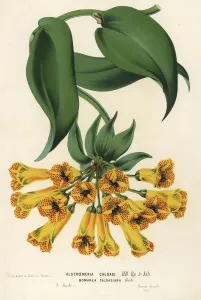European Hothouse Plants Prints: Bomarea multiflora
