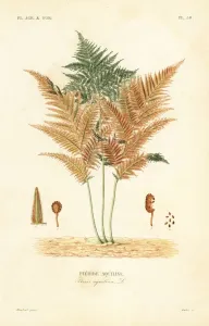 Bracken or common brake fern, Pteridium aquilinum Print