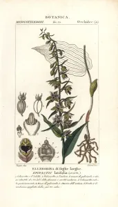 Pierre Turpin Illustrations Prints: Broad-leaved helleborine orchid, Epipactis helleborine