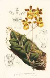 European Hothouse Plants Prints: Butterfly orchid, Psychopsis limminghei