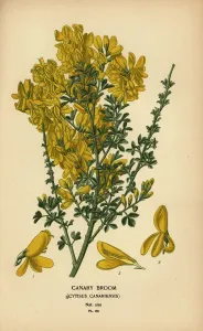 Antique Botanical Prints For Sale Prints: Canary broom, Genista canariensis