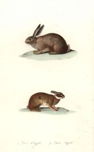 Handcoloured Copperplate Art Prints: Cape hare and tapeti or Brazilian hare