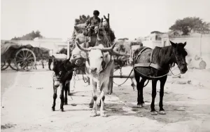 Vintage 19th Century Cart Print, Southern Italy