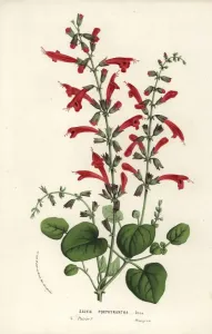 Charles Lemaire Botanicals Prints: Cedar sage, Salvia roemeriana