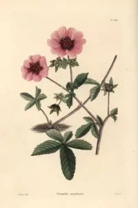 Handcoloured Copperplate Art Prints: Cinquefoil, Potentilla nepalensis