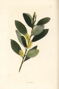 Handcoloured Copperplate Art Prints: Coast wattle, Acacia sophorae