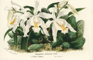 Charles Lemaire Botanicals Prints: Coelogyne cristata orchid