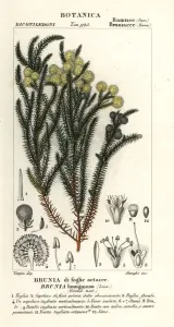Antique Botanical Prints For Sale Prints: Common cotton bush, Berzelia lanuginosa
