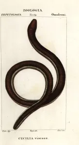 Antique Natural Science Prints: Common yellow-banded caecilian, Ichthyophis glutinosus