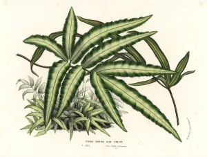 European Hothouse Plants Prints: Cretan brake fern, Pteris cretica