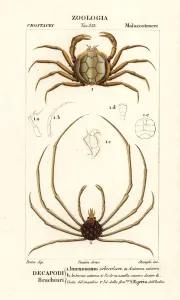Handcoloured Copperplate Stipple Engraving Prints: Crown crab and Indian egera crab