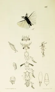 Strepsiptera: Stylops dalii Print, 1824-39