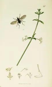 British Entomology Print 397: Drapetis aterrima (1824-39)