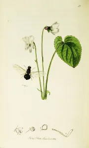 Curtis British Entomology Print 42 Diptera