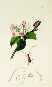 Reddish Obrium Print (1824-39)