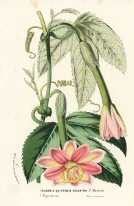 European Hothouse Plants Prints: Curuba passionflower, Passiflora mixta