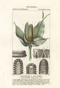 Botanical Illustration 1837 Prints: Cyclanthus bipartitus
