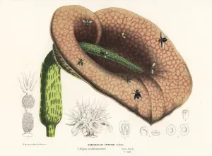 Charles Lemaire Botanicals Prints: Dead horse arum lily, Helicodiceros muscivorus