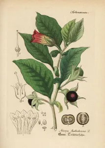 Handcoloured Engravings Prints: Deadly nightshade, Atropa belladonna