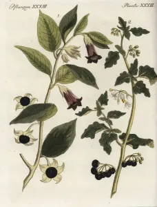 Handcoloured Copperplate Art Prints: Deadly nightshade and black nightshade