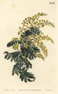 Downy Wattle, Acacia pubescens Print (Vulnerable), 1810