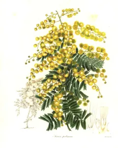 Handcoloured Copperplate Print of Acacia pubescens, 1836