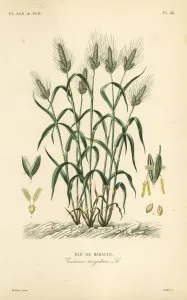 Antique Botanical Prints: Durum wheat, Triticum turgidum