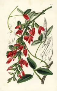 European Hothouse Plants Prints: Dusky coral pea, Camptosema rubicundum, native to Australia