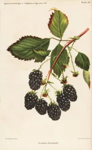 Botanical Illustrations Online Prints: Eldorado blackberry, Rubus fruticosus